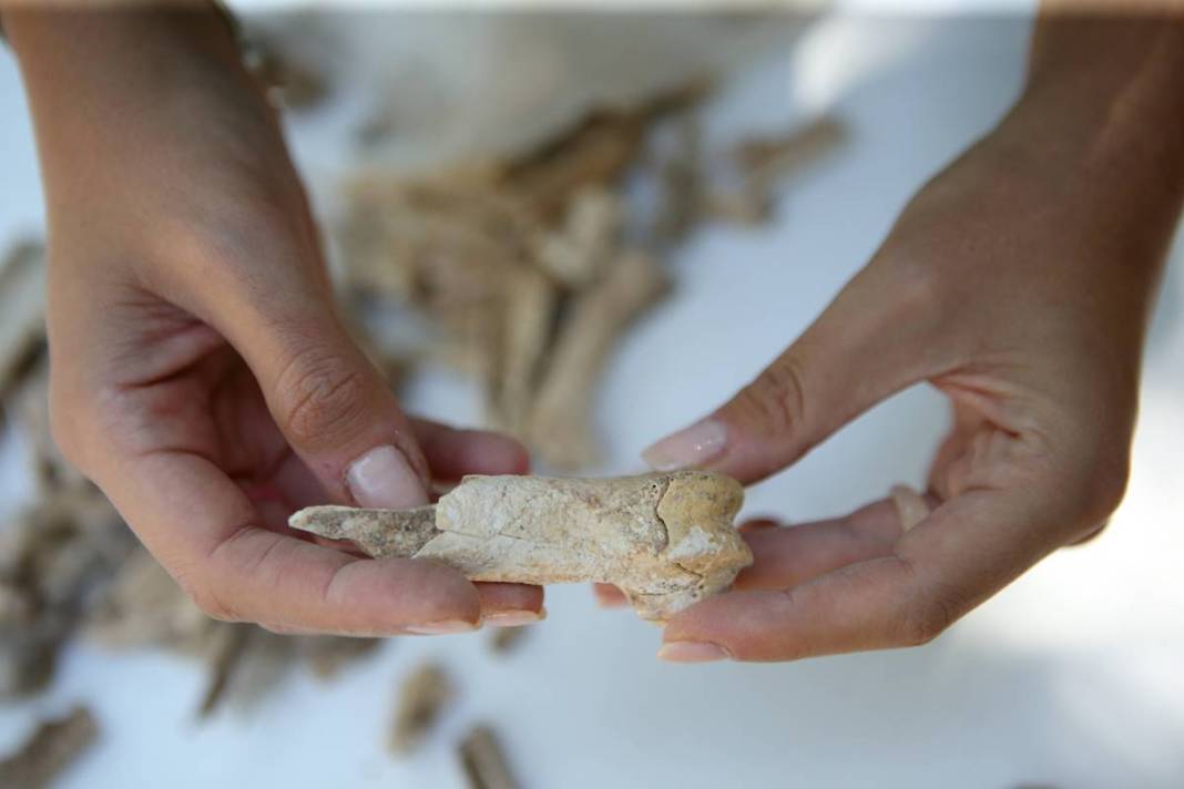 Çorum'da ilginç kazı! Hititler neler yiyormuş öyle... Kaplumbağadan domuza... 16